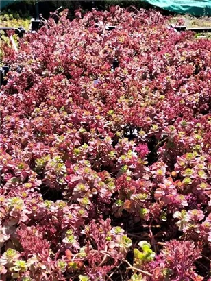 Garten-Teppich-Fettblatt - Sedum spurium 'Fuldaglut'