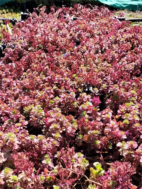 Garten-Teppich-Fettblatt - Sedum spurium 'Fuldaglut'