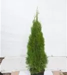 Lebensbaum 'Smaragd' - Thuja occidentalis 'Smaragd' - Heckenpflanzen