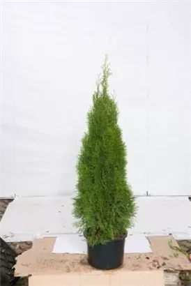 Lebensbaum 'Smaragd' - Thuja occidentalis 'Smaragd' - Heckenpflanzen