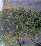 Glanzmispel - Photinia fraseri 'Robusta Compact' - Mediterranes