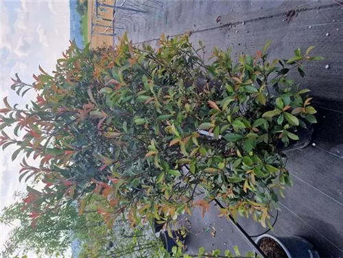 Glanzmispel - Photinia fraseri 'Robusta Compact' - Mediterranes