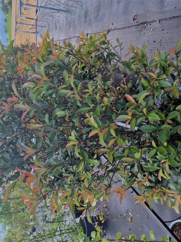 Glanzmispel - Photinia fraseri 'Robusta Compact' - Mediterranes