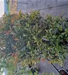 Glanzmispel - Photinia fraseri 'Robusta Compact' - Mediterranes
