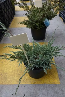 Bodenwacholder 'Blue Carpet' - Juniperus squamata 'Blue Carpet' - Nadeln - Koniferen