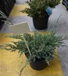 Bodenwacholder 'Blue Carpet' - Juniperus squamata 'Blue Carpet' - Nadeln - Koniferen