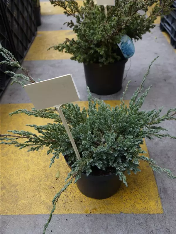 Bodenwacholder 'Blue Carpet' - Juniperus squamata 'Blue Carpet' - Nadeln - Koniferen