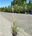 Garten-Reitgras - Calamagrostis x acutiflora 'Karl Foerster'