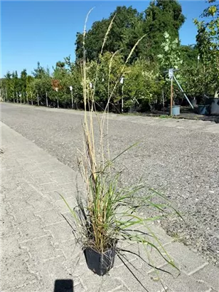 Garten-Reitgras - Calamagrostis x acutiflora 'Karl Foerster'