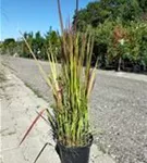 Garten-Blutgras - Imperata cylindrica var.koenig.'Red Baron'