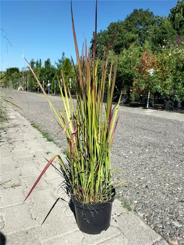 Garten-Blutgras - Imperata cylindrica var.koenig.'Red Baron'