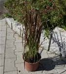 Garten-Blutgras - Imperata cylindrica var.koenig.'Red Baron'