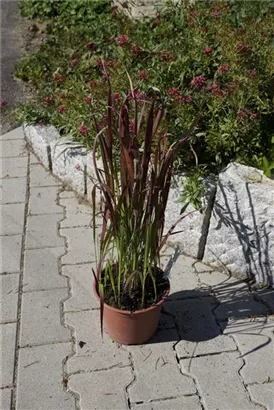 Garten-Blutgras - Imperata cylindrica var.koenig.'Red Baron'