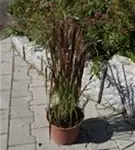 Garten-Blutgras - Imperata cylindrica var.koenig.'Red Baron'