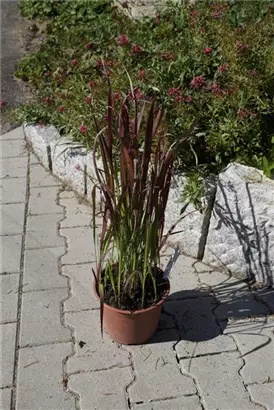 Garten-Blutgras - Imperata cylindrica var.koenig.'Red Baron'