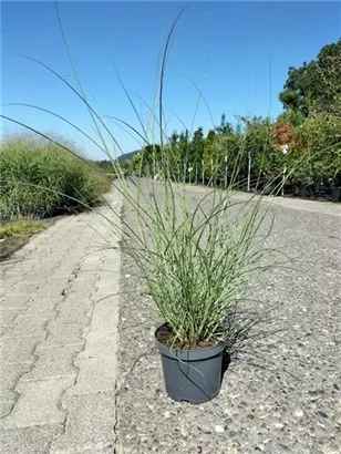 Garten-Chinaschilf, Garten-Landschilf - Miscanthus sinensis 'Gracillimus'