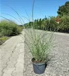 Garten-Chinaschilf, Garten-Landschilf - Miscanthus sinensis 'Gracillimus'