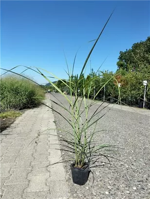 Garten-Chinaschilf, Garten-Landschilf - Miscanthus sinensis 'Malepartus'