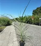 Garten-Chinaschilf, Garten-Landschilf - Miscanthus sinensis 'Malepartus'