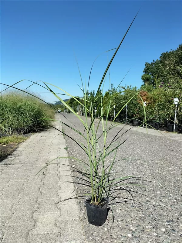 Garten-Chinaschilf, Garten-Landschilf - Miscanthus sinensis 'Malepartus'