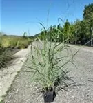 Garten-Ruten-Hirse - Panicum virgatum 'Hänse Herms'