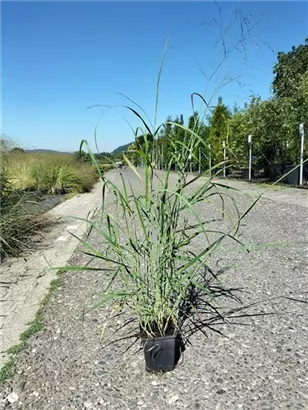 Garten-Ruten-Hirse - Panicum virgatum 'Hänse Herms'