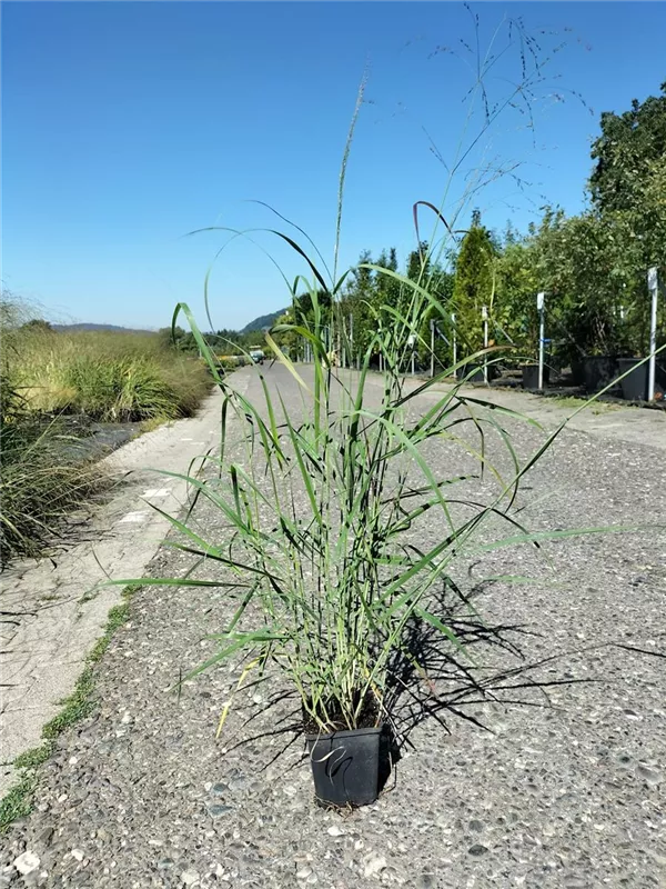 Garten-Ruten-Hirse - Panicum virgatum 'Hänse Herms'