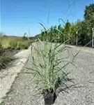 Garten-Ruten-Hirse - Panicum virgatum 'Hänse Herms'