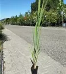 Garten-Ruten-Hirse - Panicum virgatum 'Northwind'