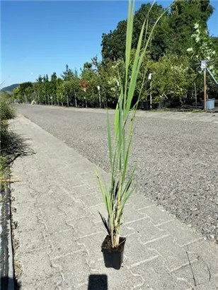 Garten-Ruten-Hirse - Panicum virgatum 'Northwind'