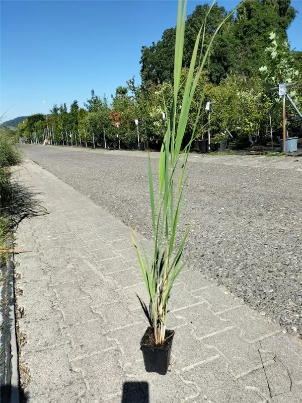 Garten-Ruten-Hirse - Panicum virgatum 'Northwind'