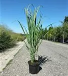 Garten-Ruten-Hirse - Panicum virgatum 'Northwind'