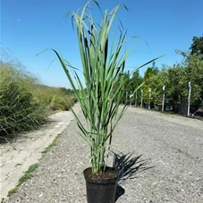 Panicum virgatum 'Northwind', C 3 - Aktion 