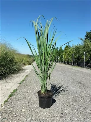 Garten-Ruten-Hirse - Panicum virgatum 'Northwind'