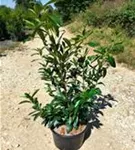 Kaukasische Lorbeerkirsche - Prunus lauroc.'Caucasica'