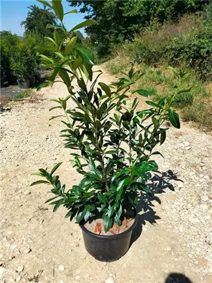 Kaukasische Lorbeerkirsche - Prunus lauroc.'Caucasica'