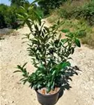 Kaukasische Lorbeerkirsche - Prunus lauroc.'Caucasica'