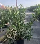 Kaukasische Lorbeerkirsche - Prunus lauroc.'Caucasica'