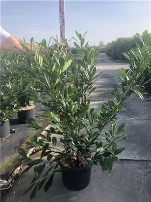 Kaukasische Lorbeerkirsche - Prunus lauroc.'Caucasica'