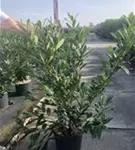 Kaukasische Lorbeerkirsche - Prunus lauroc.'Caucasica'