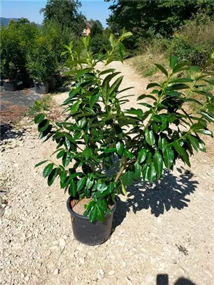 Kirschlorbeer 'Novita' - Prunus lauroc.'Novita' - Heckenpflanzen