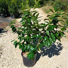 Prunus lauroc.'Novita' - Heckenpflanzen, C 20 100- 125