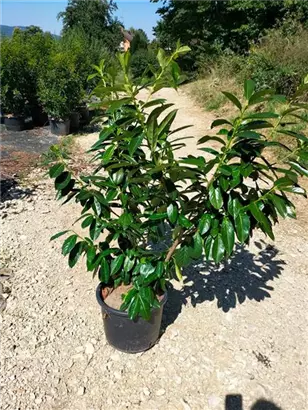 Kirschlorbeer 'Novita' - Prunus lauroc.'Novita' - Heckenpflanzen