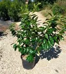 Kirschlorbeer 'Novita' - Prunus lauroc.'Novita' - Heckenpflanzen