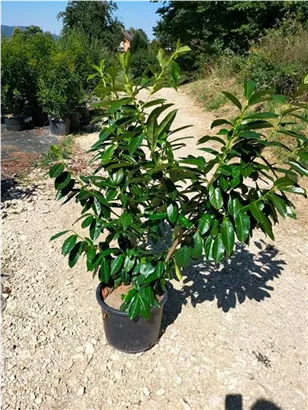 Kirschlorbeer 'Novita' - Prunus lauroc.'Novita' - Heckenpflanzen