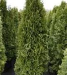 Lebensbaum 'Smaragd' - Thuja occidentalis 'Smaragd' - Heckenpflanzen