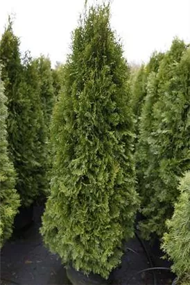 Lebensbaum 'Smaragd' - Thuja occidentalis 'Smaragd' - Heckenpflanzen