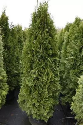 Lebensbaum 'Smaragd' - Thuja occidentalis 'Smaragd' - Heckenpflanzen