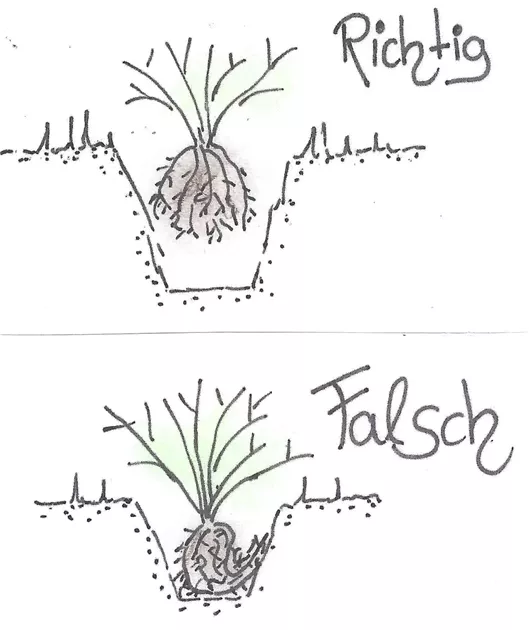 fargesia nitida wachstum pro jahr Fargesia nitida 'Black Pearl' / Schwarzer Bambus main image 0