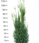 Fruchtende Bechereibe - Taxus media 'Hicksii' - Heckenpflanzen